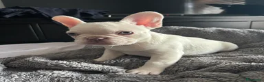 Platinum White Frenchie Girl