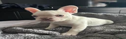 French Bulldog dogs for sale: Frenchie puppies available - Advert 33