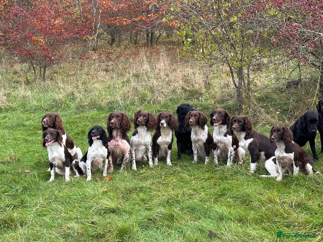 English Springer Spaniel dogs for stud: Fully health tested stud, Pippenmoor Red Flame - Advert 2