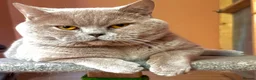 British Shorthair cats for stud: Stunning lilac boy for stud, active GCCF andTICA! - Advert 3