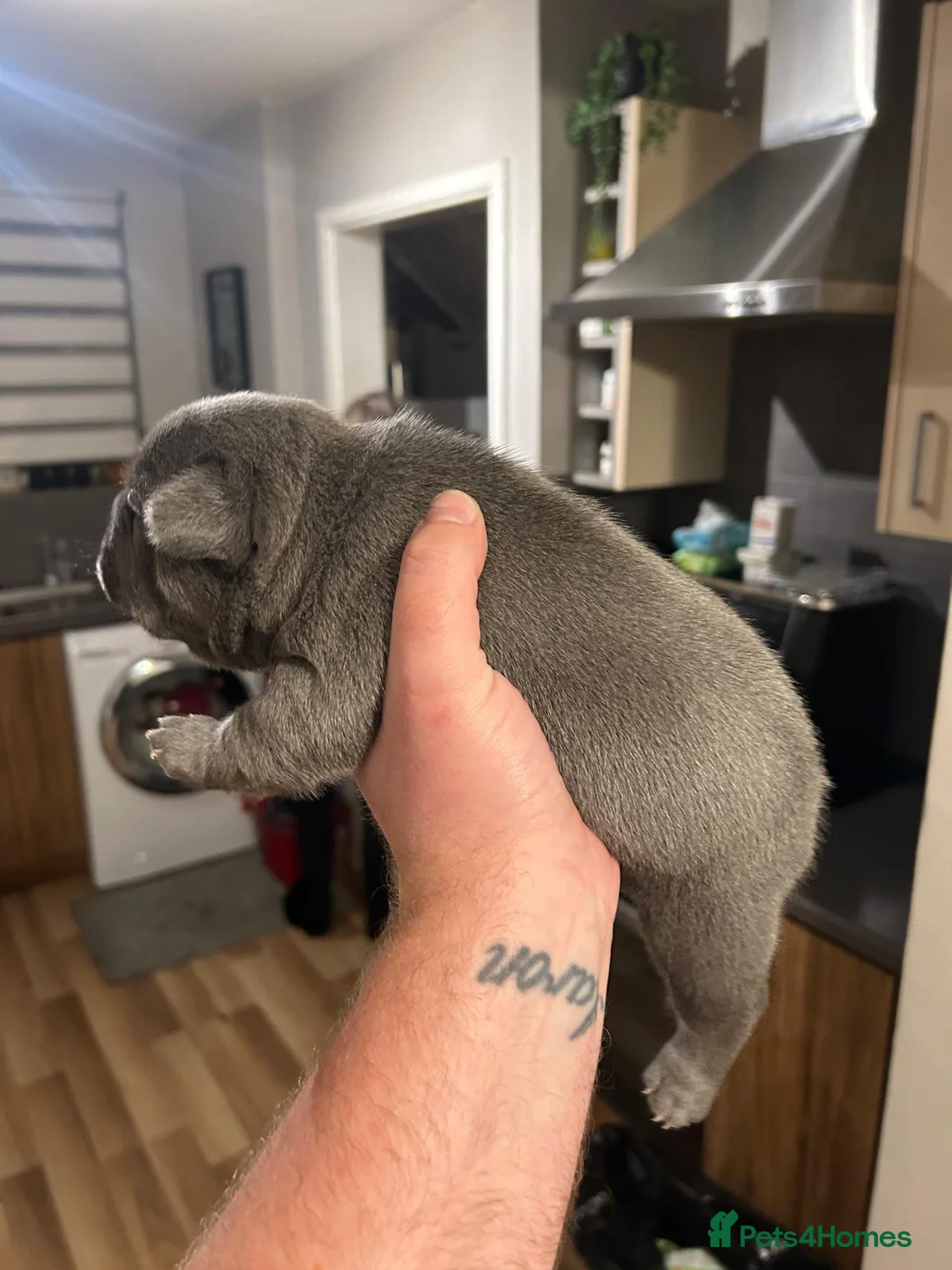 French Bulldog dogs for stud: 🔥🔥 PROVEN L1 & L4 BLUE VISUAL FLUFFY STUD 🔥🔥 in Feltham - Advert 24