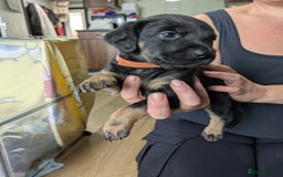 Mixed Breed dogs for sale: Jack, Springer X staffy, lurcher puppies - Image 30