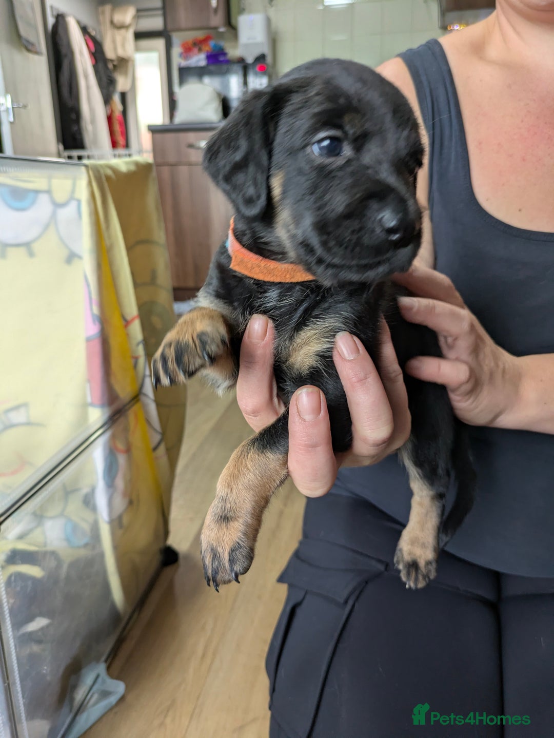 Mixed Breed dogs for sale: Jack, Springer X staffy, lurcher puppies - Image 30