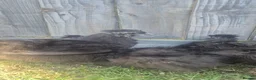 Chickens poultry for sale: Black Silkies  in Brierley Hill - Advert 1