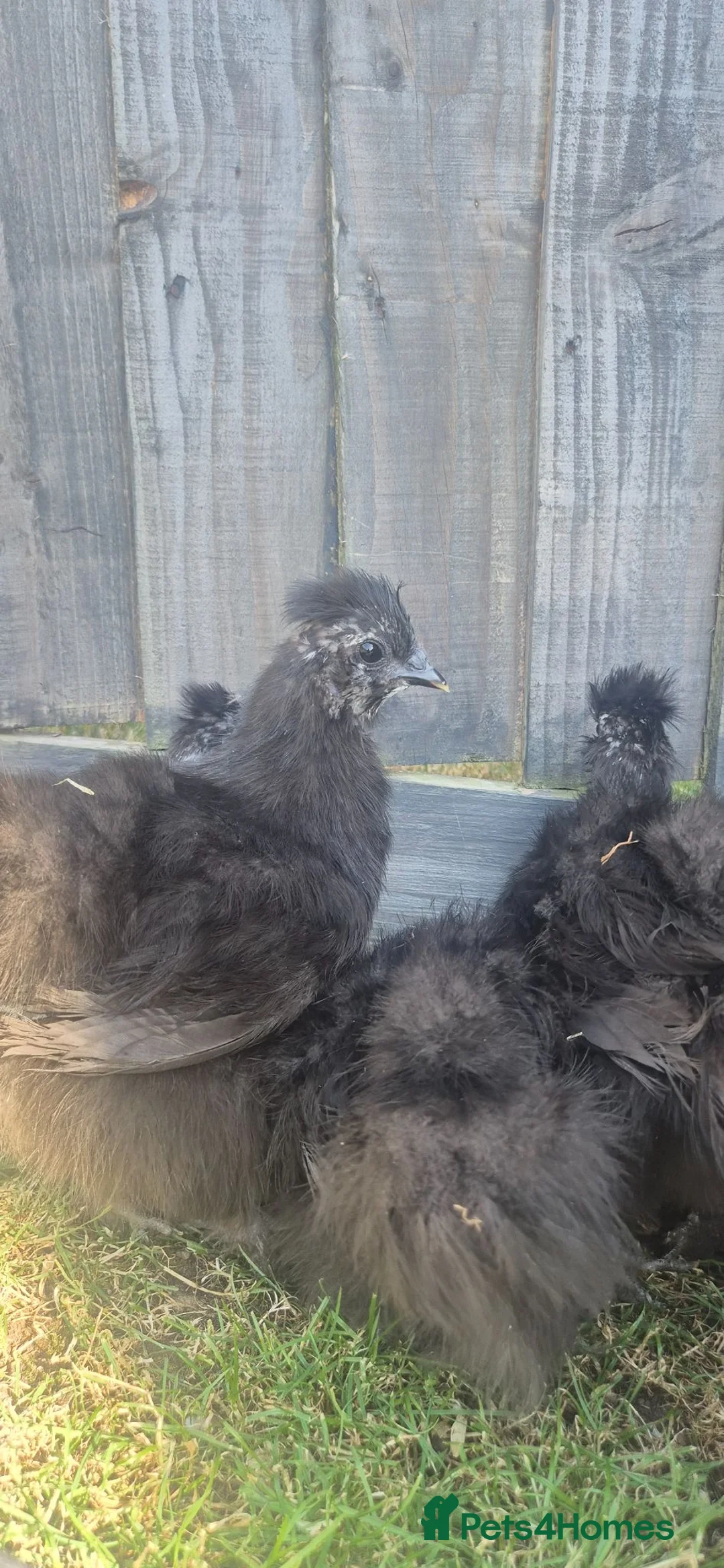 Chickens poultry for sale: Black Silkies  in Brierley Hill - Advert 1