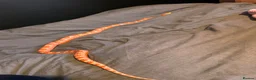 Corn Snake reptiles for sale: Corn Snake For Good Home in Telford - Advert 2