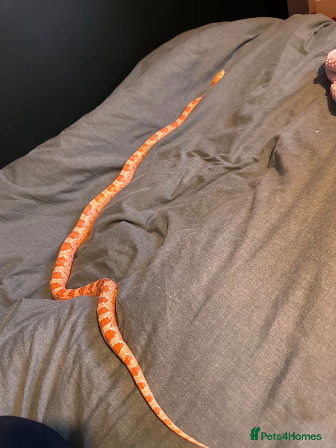 Corn Snake reptiles for sale: Corn Snake For Good Home in Telford - Advert 2