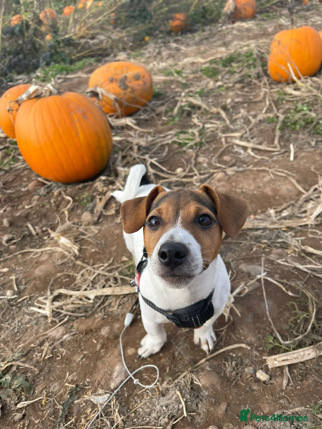 Jack Russell dogs for sale: Quality short legged smooth coated JRT puppies - Advert 2
