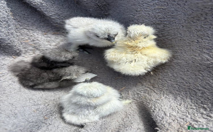 Chickens poultry - Advert 4