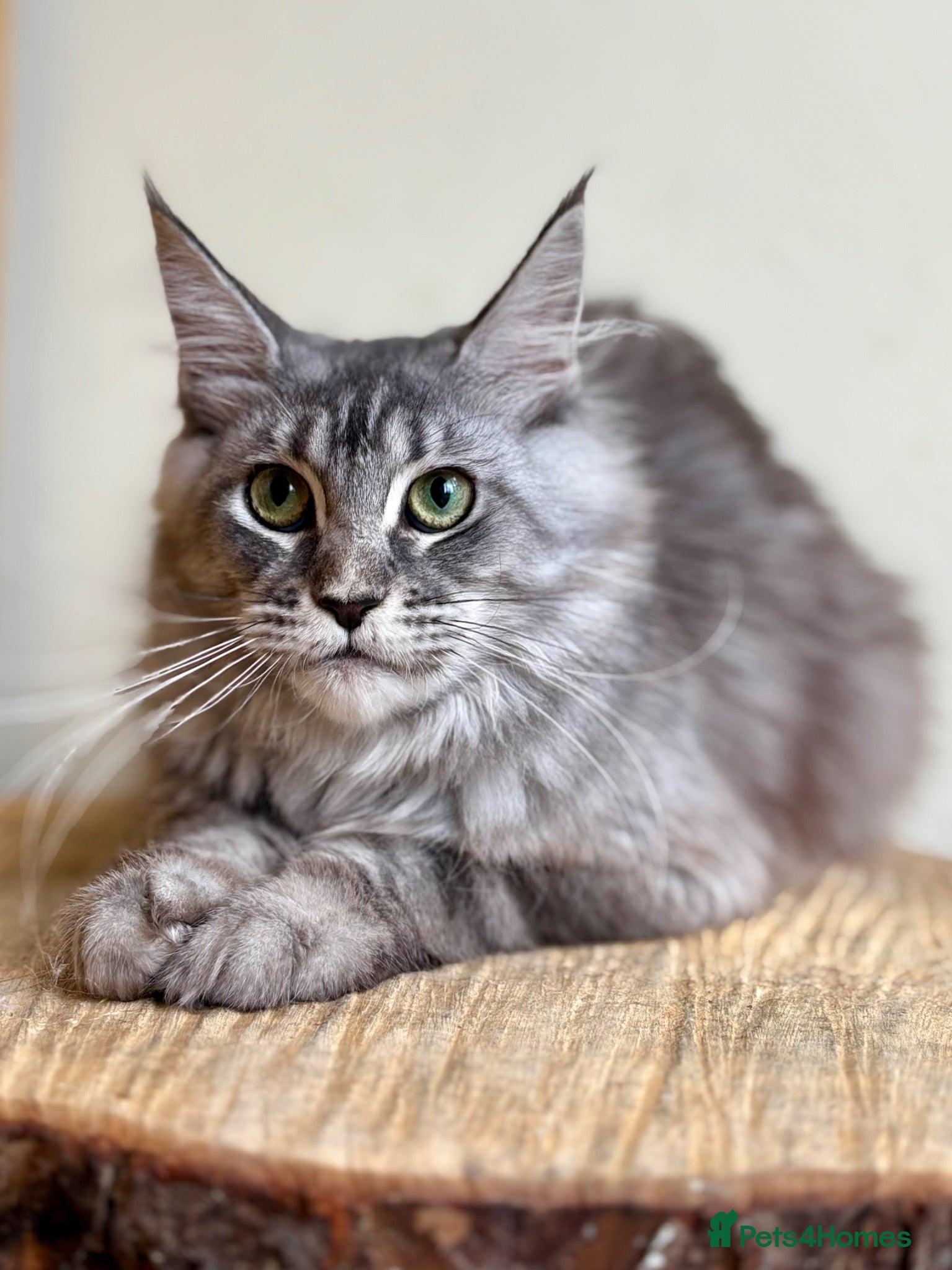 Maine Coon cats Beautiful Maine Coon females - Advert 2