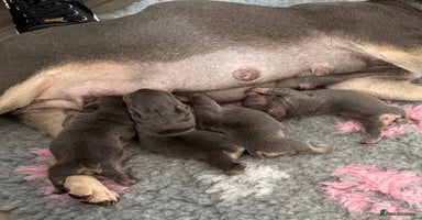 French Bulldog dogs - Advert 1