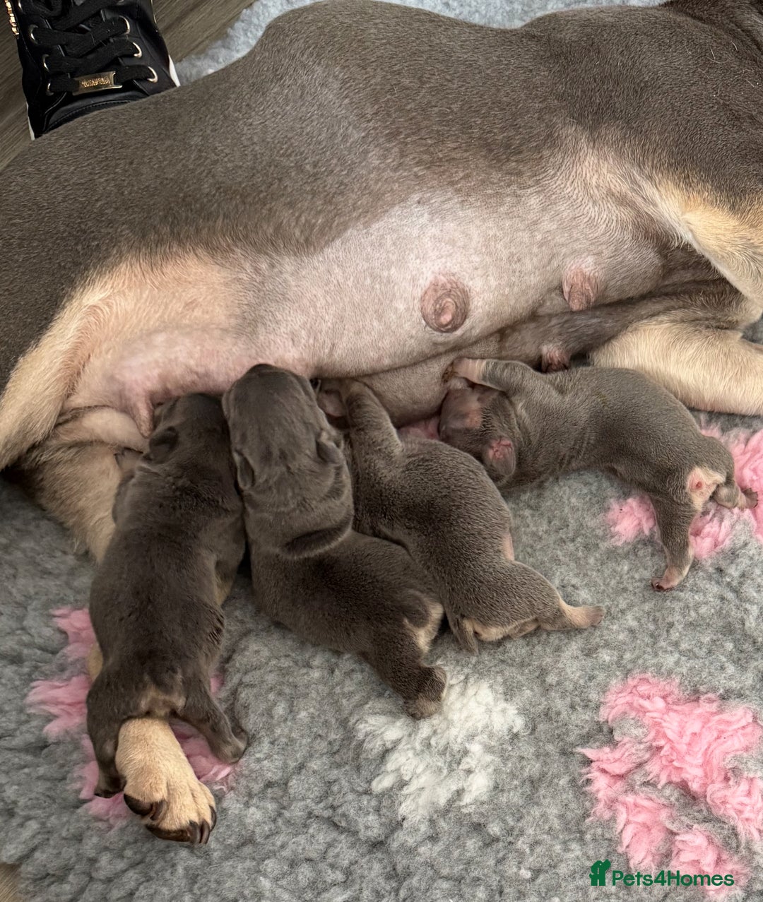 French Bulldog dogs for sale: Lilac & Tan Velvet Girl  - Image 3