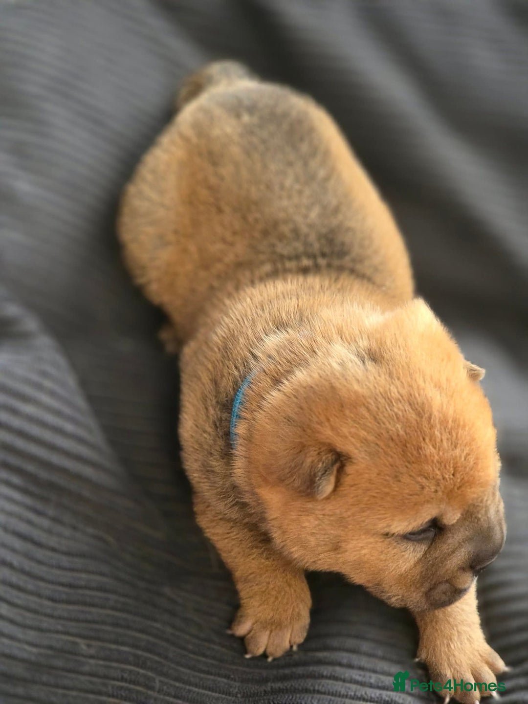 Mixed Breed dogs for sale: Chow Pei puppies - Advert 22