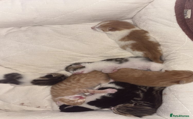 Mixed Breed cats - Advert 1