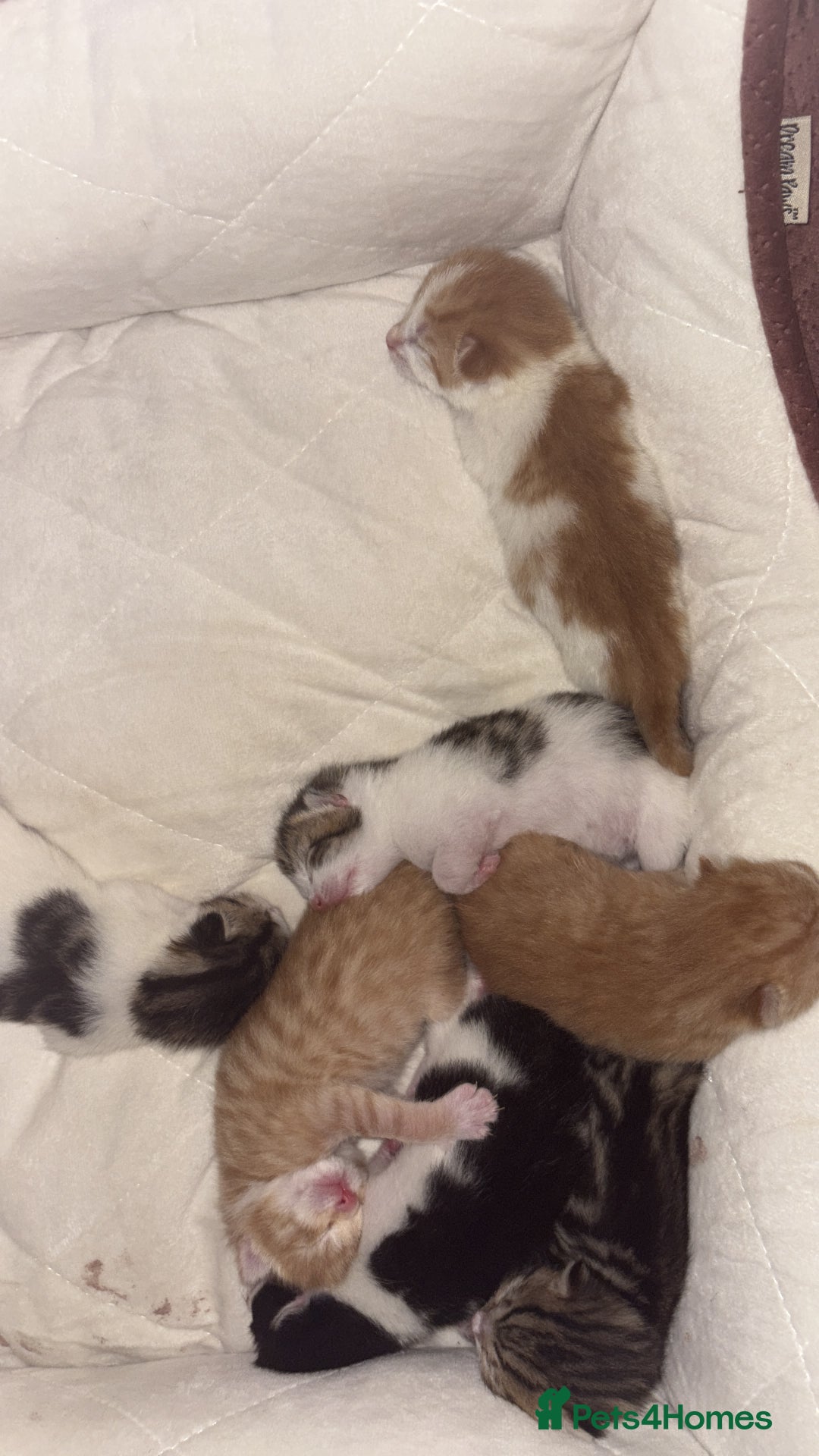 Mixed Breed cats for sale: Kittens  - Image 1