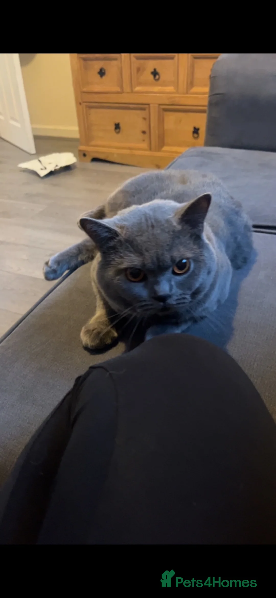 British Shorthair cats for sale: British shorthair  - Advert 2