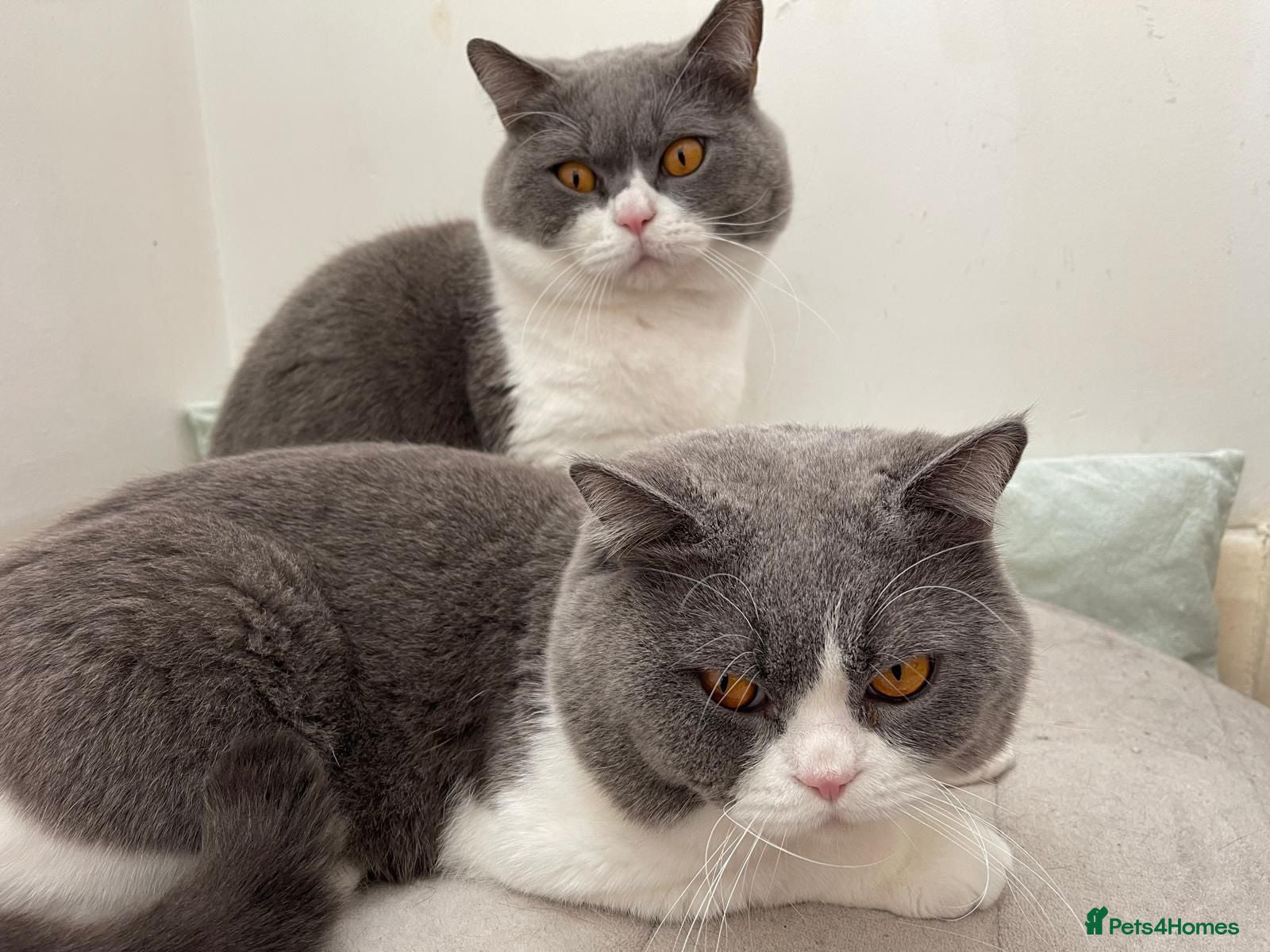 British Shorthair cats 2 gentle indoor BSH male cats for sale (4yrs old)  - Advert 2