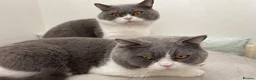 British Shorthair cats for sale: 2 gentle indoor BSH male cats for sale (4yrs old)  in Hayes - Advert 1