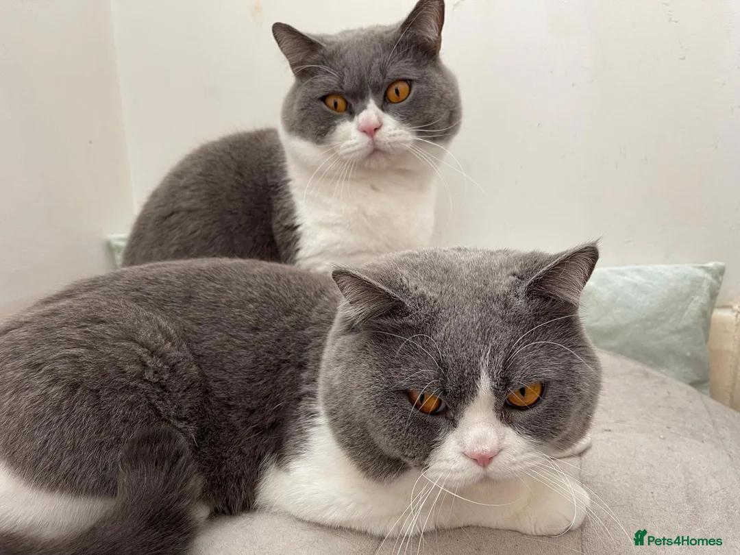 British Shorthair cats for sale: 2 gentle indoor BSH male cats for sale (4yrs old)  in Hayes - Advert 1