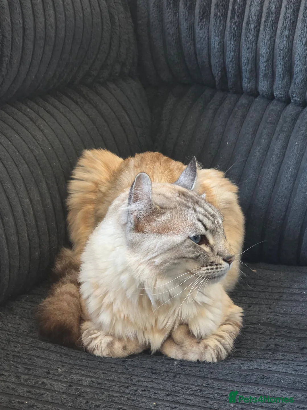 Keetso cats for sale: Beautiful Polydactyl Long Haired Keetso Male in Kirknewton - Advert 6