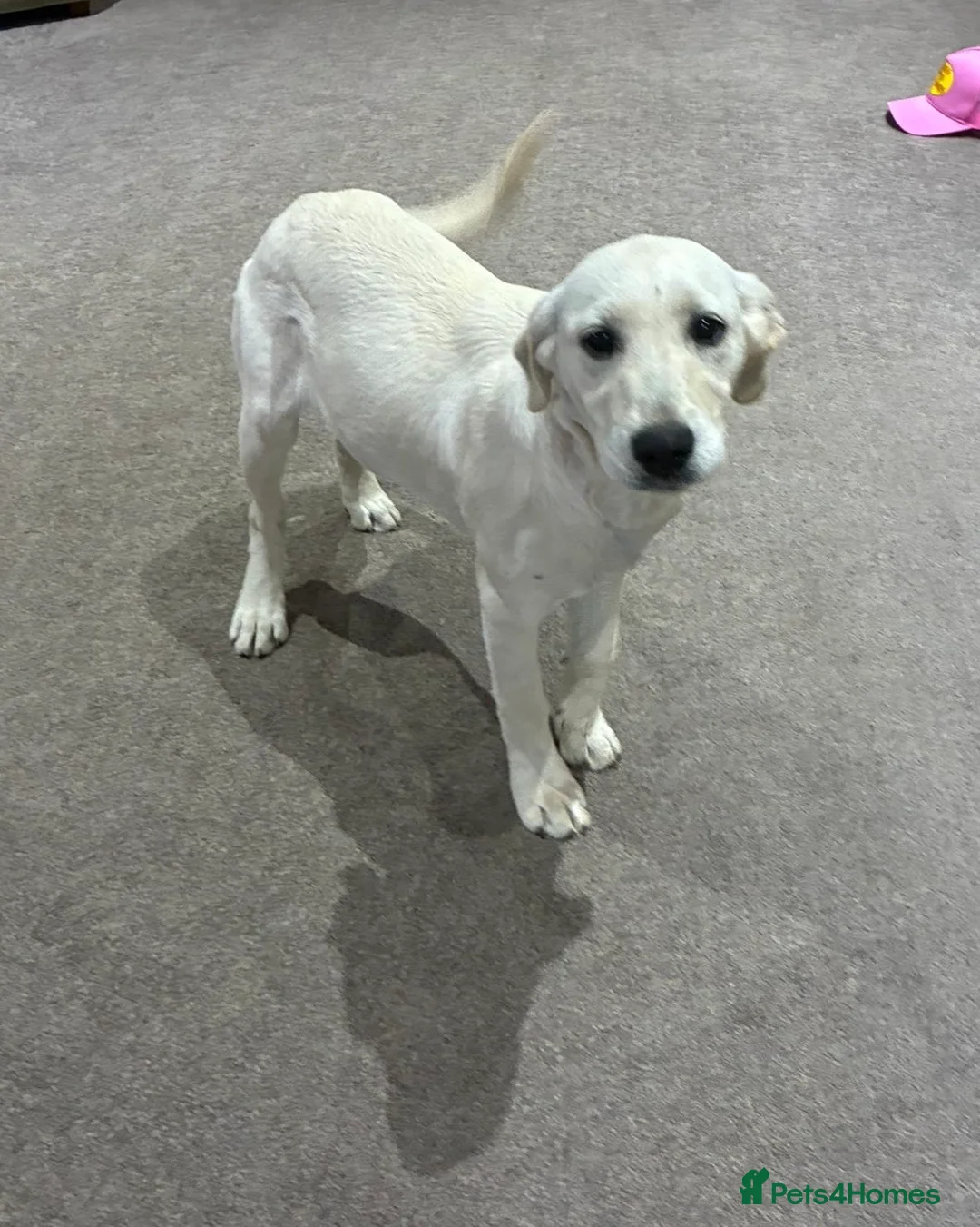 Labrador Retriever dogs for sale: Our beautiful girl Sandy in Swadlincote - Advert 2