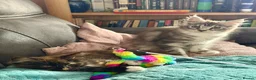 Maine Coon cats for sale: Pedigree Maine Coon kittens  - Advert 4