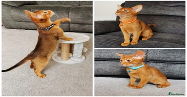 Abyssinian cats - Advert 5