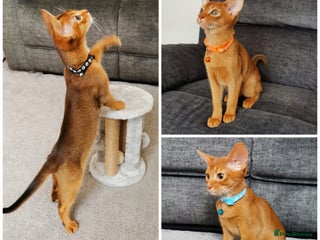 Abyssinian cats - Advert 4