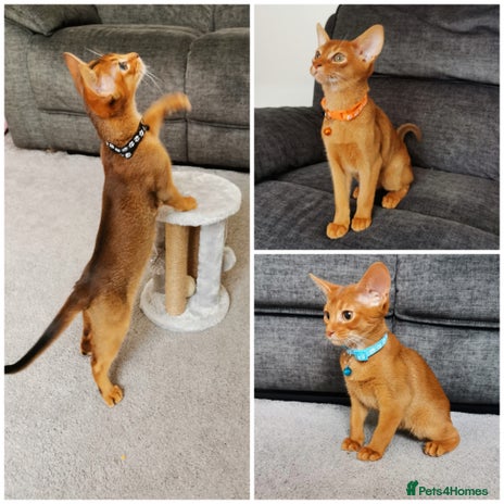 Abyssinian cats - Advert 1