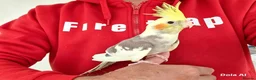 Cockatiels birds for sale: Super silly hand tamed baby cockatiel - Advert 2