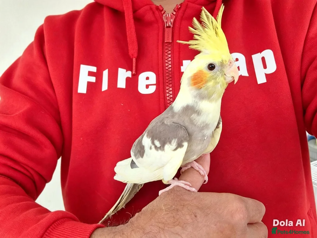 Cockatiels birds for sale: Super silly hand tamed baby cockatiel - Advert 2