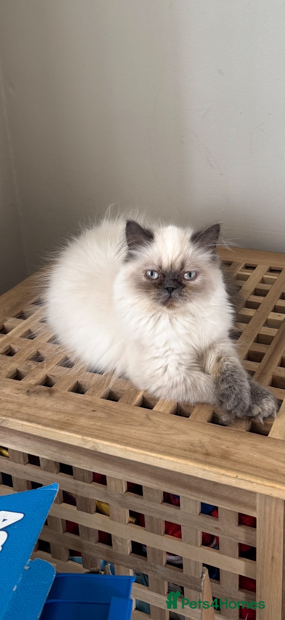 Persian cats Beautiful 1 year old exotic Persian girl - Advert 10