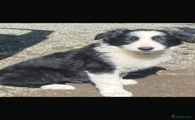 Border Collie dogs - Advert 9