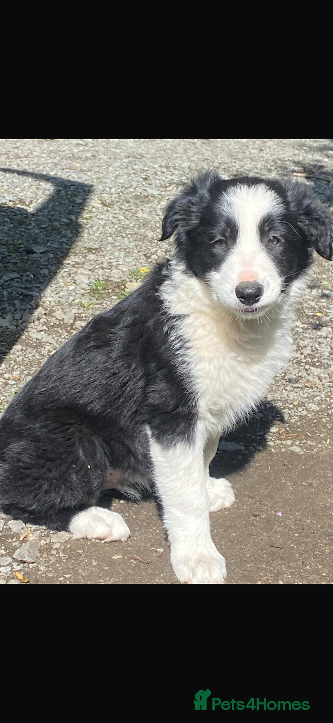 Border Collie dogs for sale: Beautiful Border Collie Puppy - Image 1