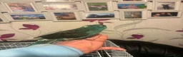 Parakeets birds for sale: Kakarikis ready for new homes  in Middlesbrough - Advert 4