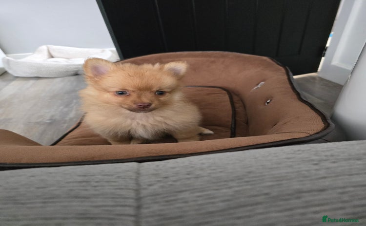 Pomeranian dogs - Advert 11