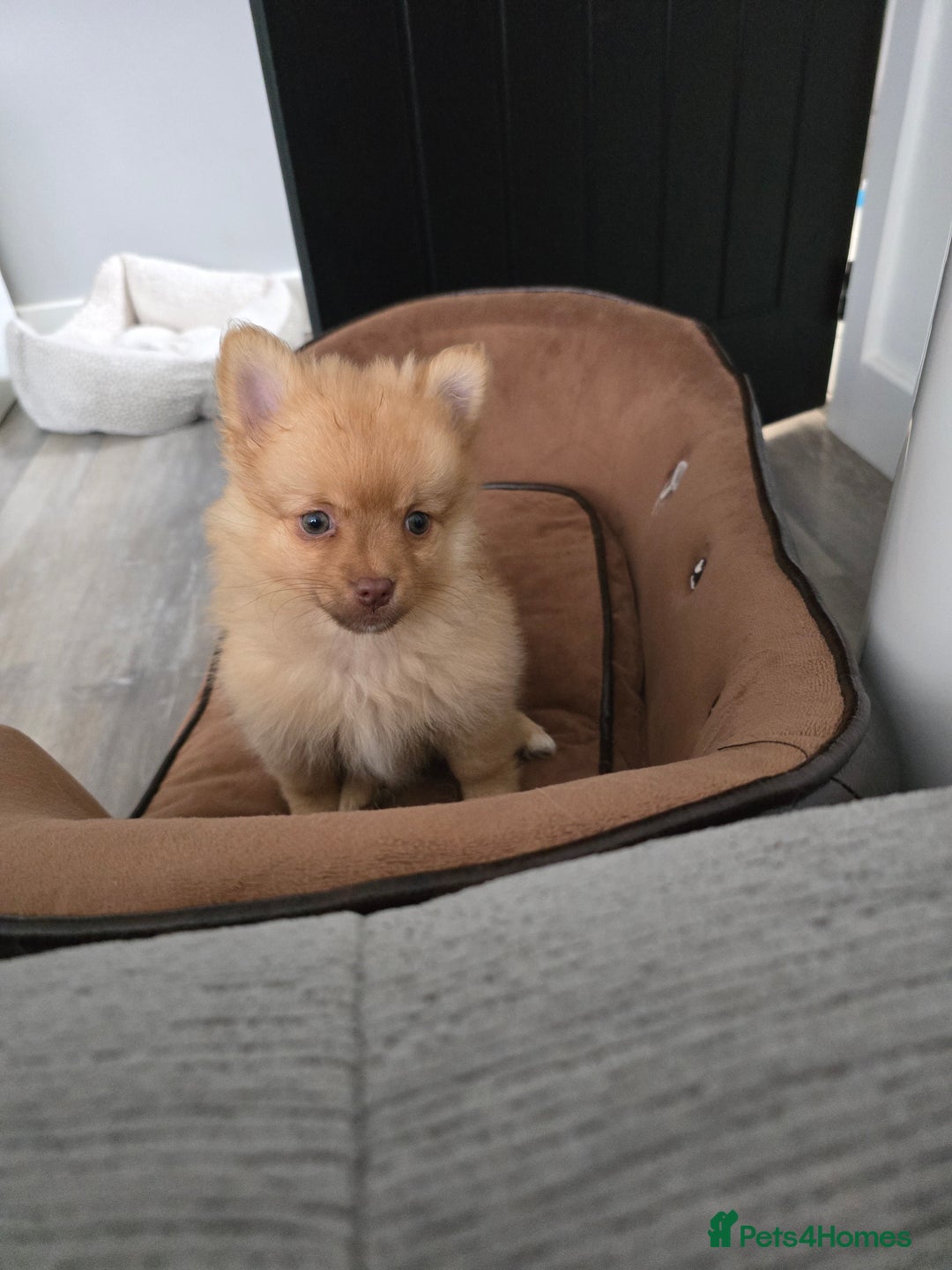 Pomeranian dogs for sale: Adorable pomeranian puppy - Image 1
