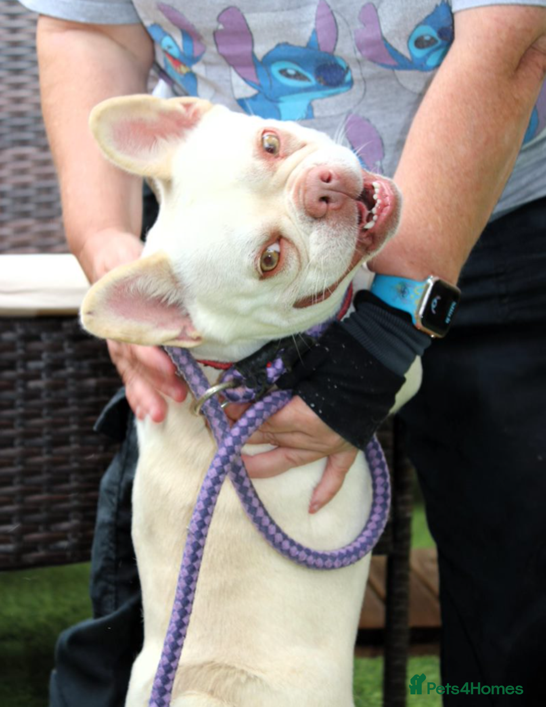 French Bulldog dogs for sale: RESCUE; Amber frenchie in Chessington - Image 8