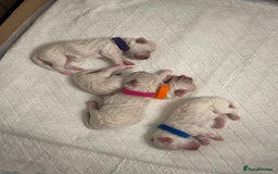 Bichon Frise dogs for sale: ✨ Bichon Frisé Puppies from Champion Bloodlines ✨ - Image 5
