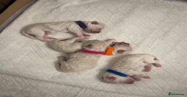 Bichon Frise dogs - Advert 4