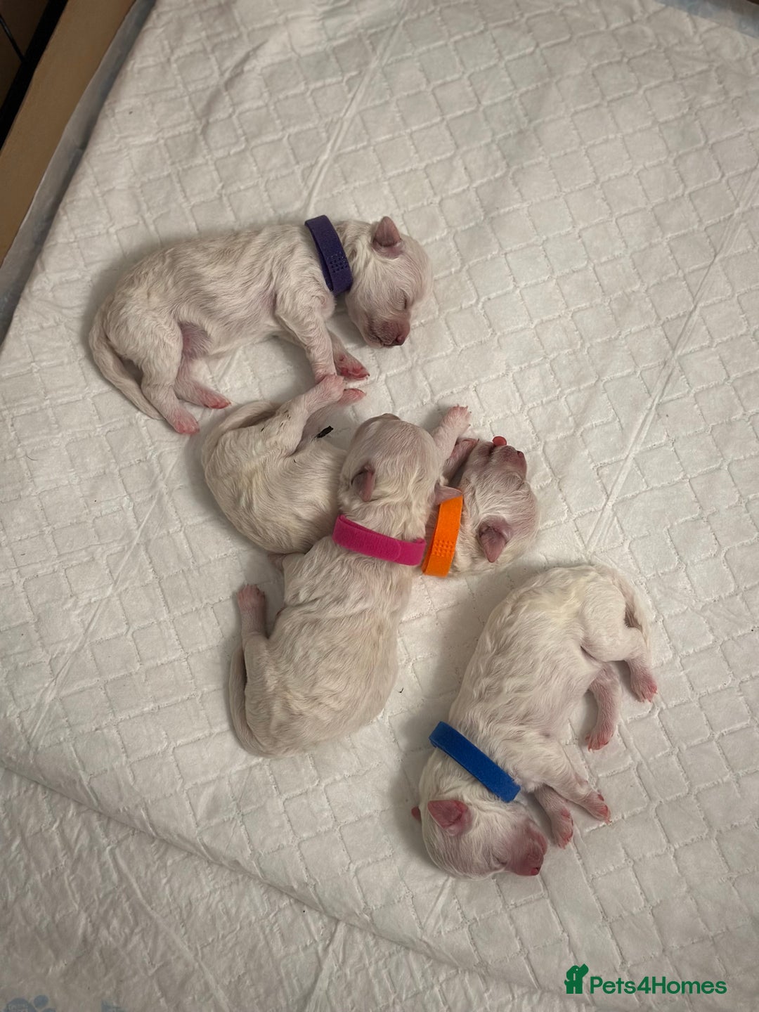 Bichon Frise dogs for sale: ✨ Bichon Frisé Puppies from Champion Bloodlines ✨ - Image 5