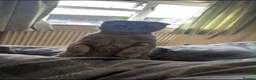 Scottish Fold cats for sale: Stunning Scottish Fold  - Advert 6