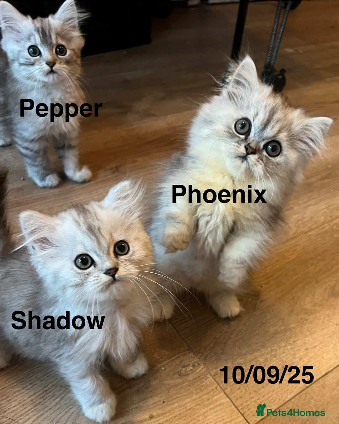 Munchkin cats for sale: Exceptional Quality & Extremely Rare Silver Minuet - Image 26