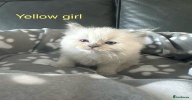 Ragdoll cats - Advert 8