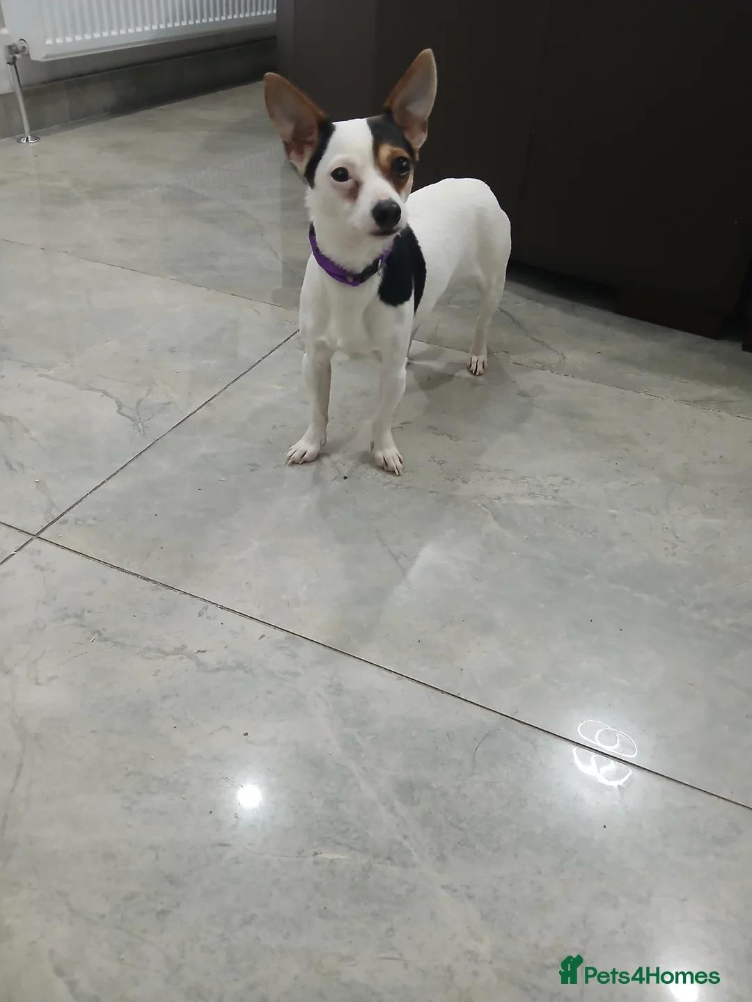 Chihuahua dogs for sale: Chihuahua short coat male Tiny needs new home - Advert 3