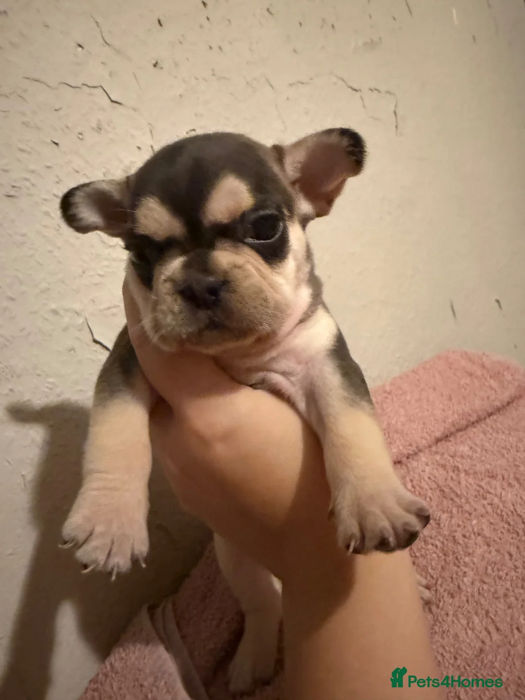 French Bulldog dogs for sale: French bulldogs for sale - Advert 11