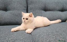 Scottish Fold cats for sale: Excellent Scottish straight kittens  - Image 1