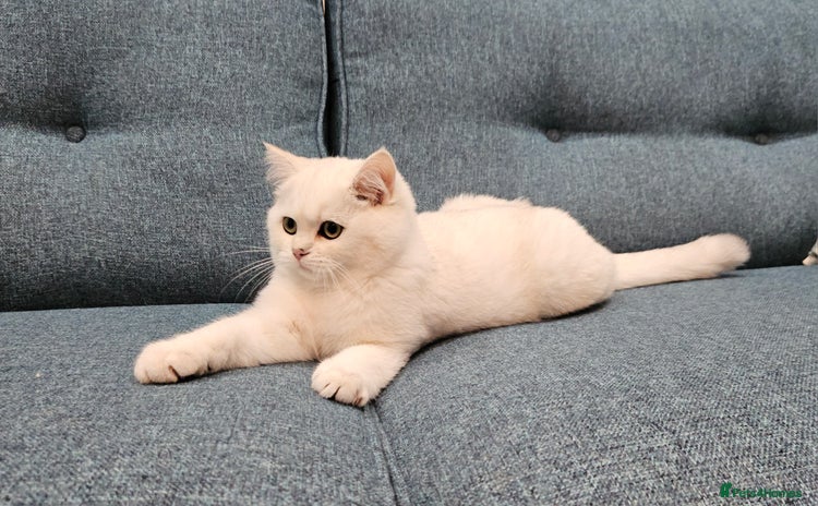 Scottish Fold cats - Advert 5