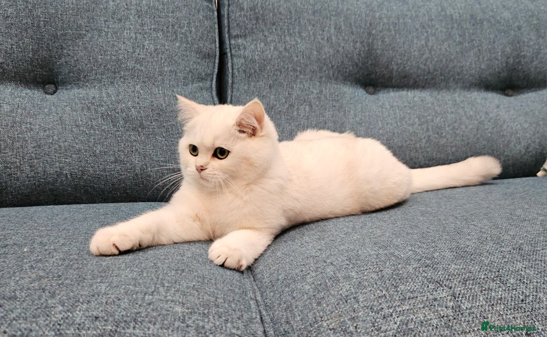 Scottish Fold cats for sale: Excellent Scottish straight kittens  - Image 1