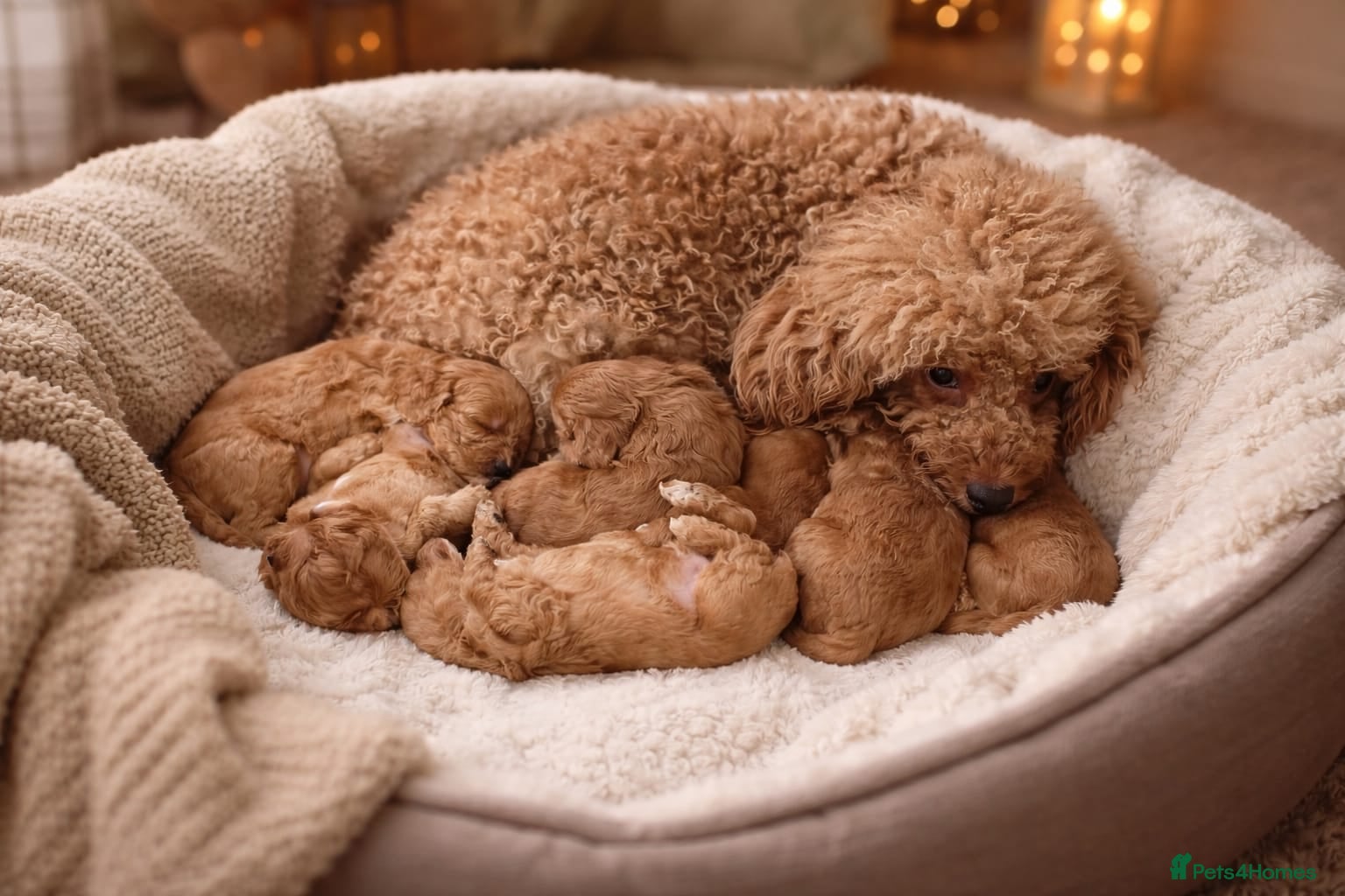 Cavapoo dogs ❤️Health-Tested Cavapoo Puppies 🐶 - Advert 1